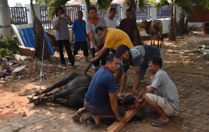 IIB Darmajaya akan Berqurban 3 Sapi dan 1 Kambing